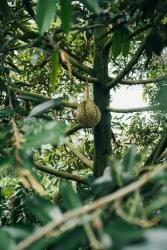image durian 1