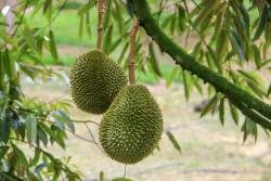 image durian 3