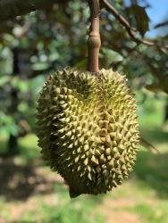 image durian 4