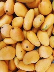 mangoes 2