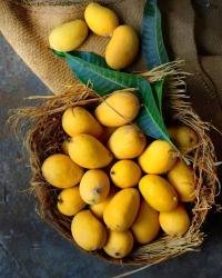 mangoes 3